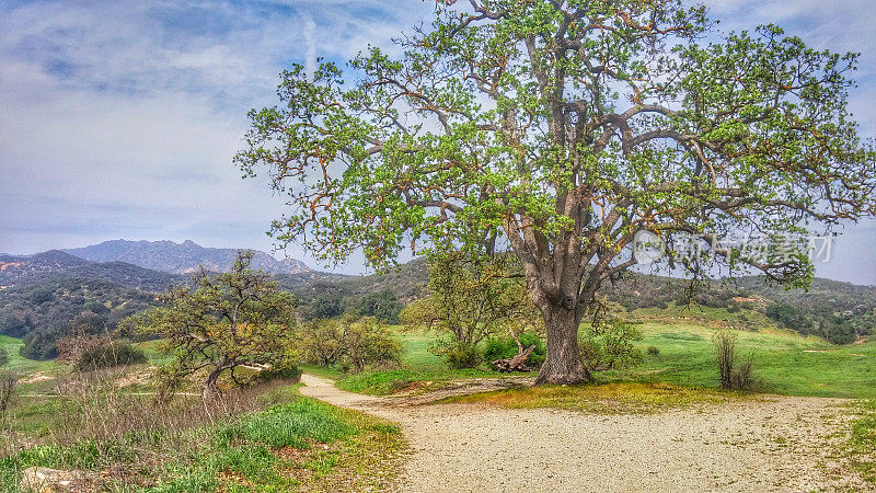 Living Oak Tree, Paramount Movie Ranch National Park, Southern California